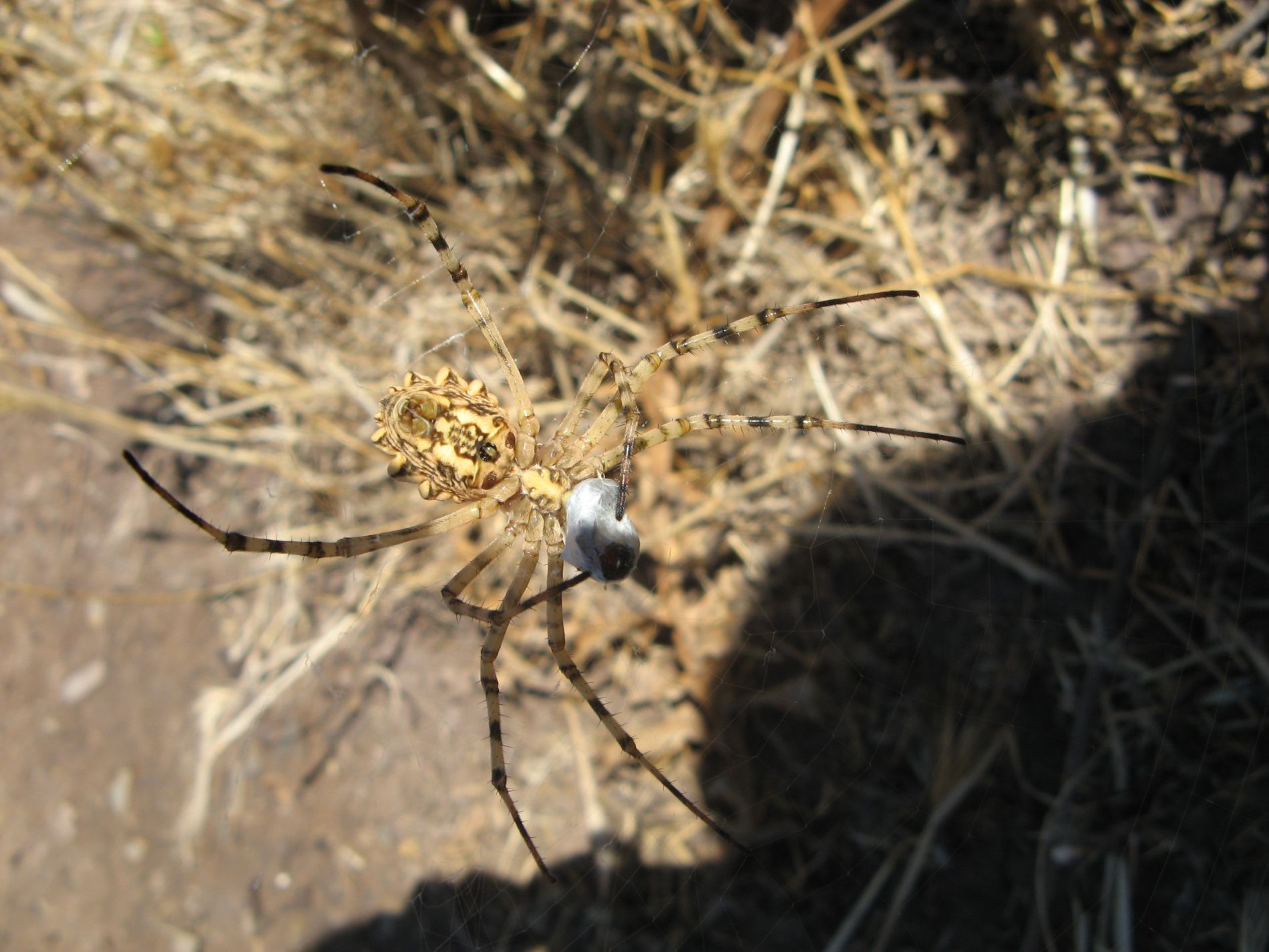 Argiope lobata